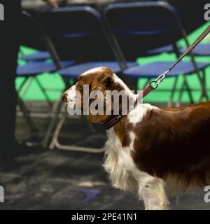 A Welsh Springer Spaniel at Crufts dog show Stock Photo