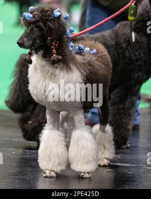 Poodle crufts hot sale