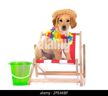 puppy labrador retriever in front of white background Stock Photo