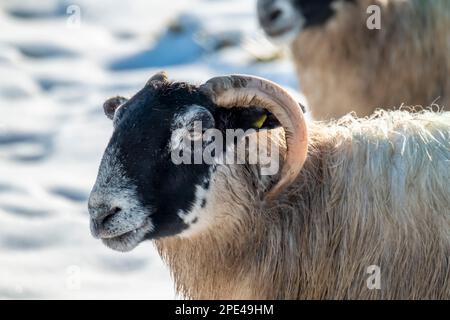 Cluse up of Blackface Sheep in the snow in Ireland. Stock Photo