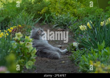 Perfect dream and relaxation. Home cat pet napping and relaxing in the garden. Stock Photo
