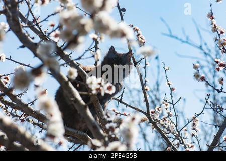 https://l450v.alamy.com/450v/2pe4g5b/cat-on-a-tree-branch-in-the-garden-apple-tree-with-pink-white-flowers-and-cat-2pe4g5b.jpg