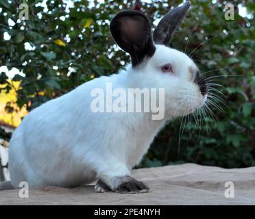 An adult rabbit of the Californian breed Stock Photo