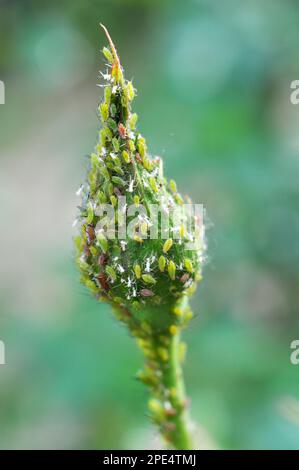 A small herbivorous insect - aphid (Aphidoidea) on a green cob of corn ...