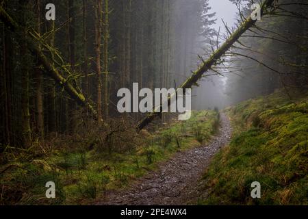 A misty path through fallen trees in the Whinlatter Forest, Lake District, Cumbria, England Stock Photo