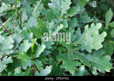 A young oak tree grows in nature Stock Photo
