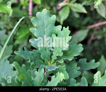 A young oak tree grows in nature Stock Photo