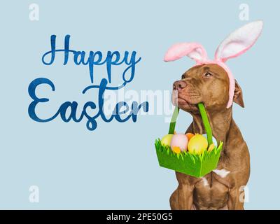 Happy Easter. Lovable, pretty puppy and a basket of Easter eggs. Close-up, studio shot, indoor. Day light. Congratulations for family, loved ones, rel Stock Photo