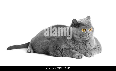 A fat shorthair cat with big red eyes lies on a white background. Animal obesity. British cat on a white background. A large fat cat. Stock Photo