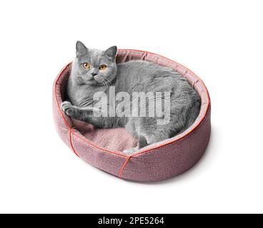 British cat lies in a soft pet bed and looks at the camera on a white background, pet accessories. Stock Photo