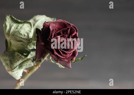 Dried rose flower on a black background. Close-up of a dead red rose. The concept of loneliness or age. Sadness, unhappy love. Stock Photo