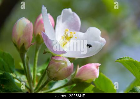 White and pink buds and blossoms of apple tree flowering in on orchard in spring. Branches full with flowers eith open petals. Seasonal and floral spr Stock Photo