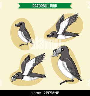 Razorbill birds cartoon character in different poses illustration Stock Vector