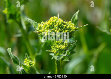 Lepidium draba, Cardaria draba, Hoary Cress, Brassicaceae. Wild plant shot in the spring. Stock Photo