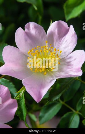 Dog rose Rosa canina light pink flowers in bloom on branches, beautiful wild flowering shrub, green leaves. Stock Photo