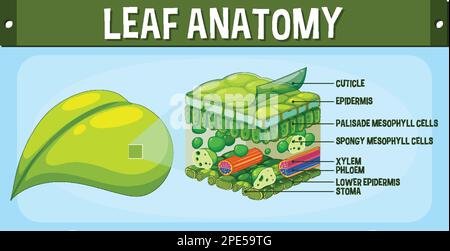Internal structure of leaf diagram illustration Stock Vector Image ...
