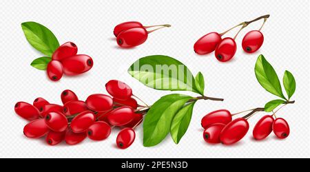 Barberry, wild forest red fruits. Fresh ripe berberis berries on branch with green leaves isolated on transparent background, vector realistic illustration Stock Vector