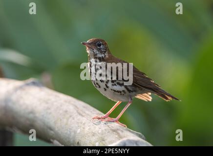 Wood Thrush (Hylocichla mustelina) on a fence at Las Guacamayas, Chiapas State, Mexico Stock Photo