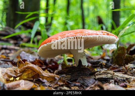 Russula xerampelina, also known as the crab brittlegill or the shrimp mushroom in forest. Stock Photo