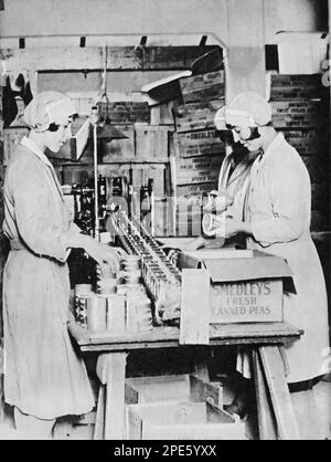 Packing and labelling canned peas at the Smedley's factory, c1933. Smedley's was the first large-scale canning business in Britain. Stock Photo