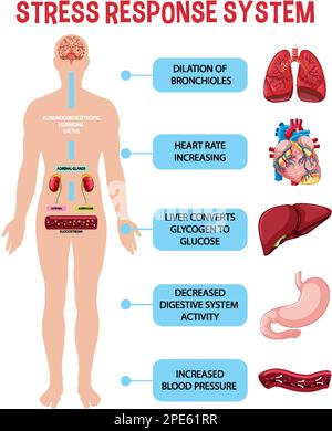 Stress response system scheme illustration Stock Vector