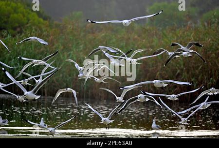 Flock of seagulls landing in lagoon, Strand, Western Cape, South Africa Stock Photo