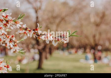 Blooming almond tree branch in a spring botanical garden, park. Beautiful natural spring background. Fruit trees in orchard. A twig with small white f Stock Photo