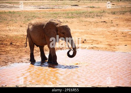 A lone elephant in the savannah at a watering hole in Tsavo National Park, Kenya, East Africa Stock Photo