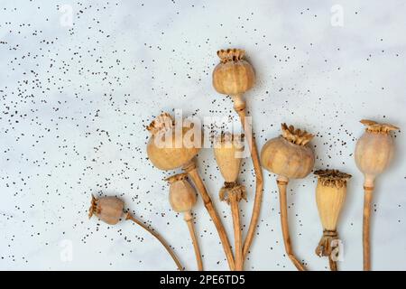 Various poppy (Papaver) capsules, poppy, poppy seeds Stock Photo