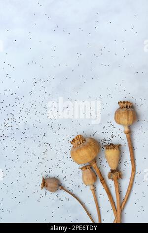 Various poppy (Papaver) capsules, poppy, poppy seeds Stock Photo