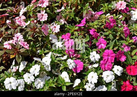 New Guinea Impatiens flowers on garden Stock Photo