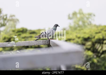 a pigeon standing on a gallery rail on a house terrace in pune, india Stock Photo