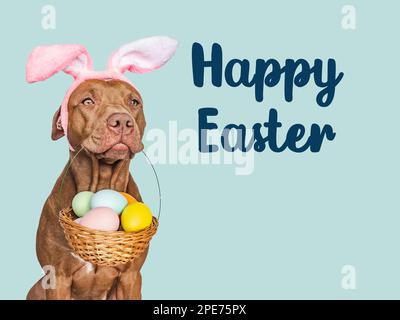Happy Easter. Lovable, pretty puppy and a basket of Easter eggs. Close-up, studio shot, indoor. Day light. Congratulations for family, loved ones, rel Stock Photo