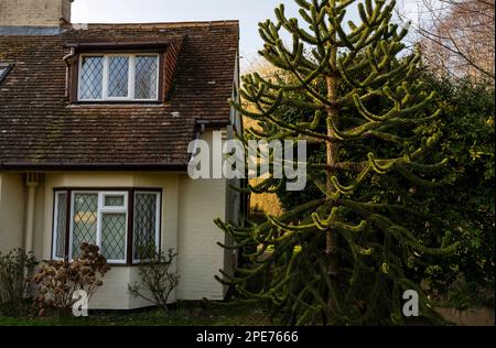 Monkey puzzle tree Hollesley Suffolk England Stock Photo