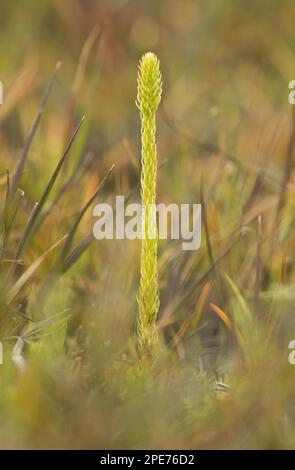 Marsh Clubmoss (Lycopodiella inundata) fertile frond, growing on wet peat, Studland, Dorset, England, United Kingdom Stock Photo