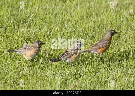 American Robin (Turdus migratorius) adult female with two young, foraging on garden lawn, North Dakota (U.) S. A Stock Photo