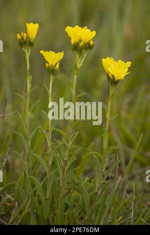 Yellow flax (Linum flavum), Goldlein, Yellow-flowering flax, Flax family, Yellow Flax flowering, in grassland, Viscri, Transylvania, Romania Stock Photo