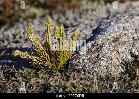 Fir Clubmoss (Huperzia selago) growing near summit of mountain, Cairn Gorm, Cairngorms N. P. Inverness-shire, Highlands, Scotland, United Kingdom Stock Photo