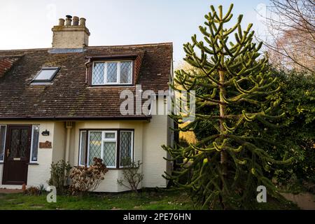 Monkey puzzle tree Hollesley Suffolk England Stock Photo