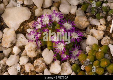 Flowering dwarf pebble flower (Oophytum nanum) between stones in quartz plains, Namaqua Desert, Namaqualand, South Africa Stock Photo