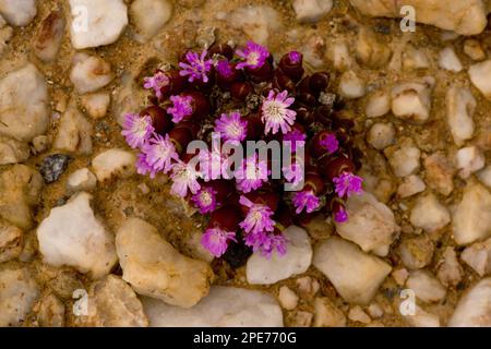 Flowering dwarf pebble flower (Oophytum nanum) between stones in quartz plains, Namaqua Desert, Namaqualand, South Africa Stock Photo