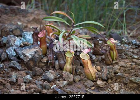 Pitcher Plant, Palawan Pitcher Plant (Nepenthes philippinensis) growing amongst stones, Palawan Island, Philippines Stock Photo