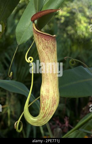 Pitcher plant (Nepenthes khasiana), pitcher plant family, Khasiana Pitcher Plant pitcher, Trivandrum, Kerala, India Stock Photo