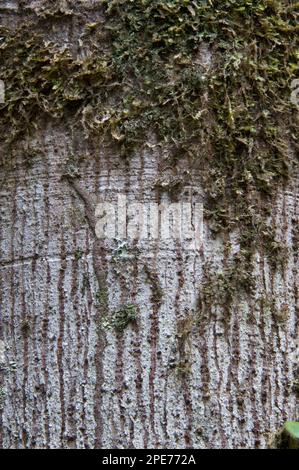 Common baramalli (Catostemma parish) Close-up of bark, Kaieteur N. P. Shield of Guyana, Guyana Stock Photo