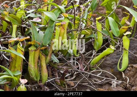 Pitcher Plant, Palawan Pitcher Plant (Nepenthes philippinensis) pitchers, growing amongst stones, Palawan Island, Philippines Stock Photo