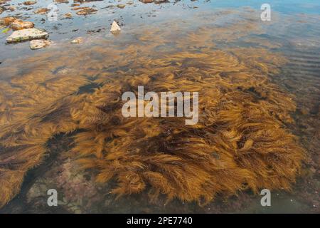 Japanese japanese wireweed (Sargassum muticum) introduced invasive species, in shallow pool, Broadbench, Kimmeridge, Dorset, England, United Kingdom Stock Photo