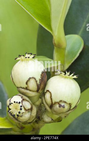 Kufa (Clusia sp.) close-up of fruit, Kaieteur N. P. Guayana Shield, Guyana Stock Photo