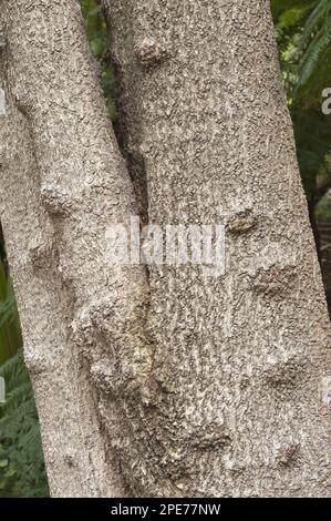 butterspoon tree (Cunonia capensis Stock Photo - Alamy