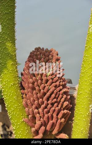 Chilean giant rhubarb, dyer's redwood leaf, redwood leaf family, Chilean gunnera (Gunnera tinctoria) close-up of flowerspike Stock Photo