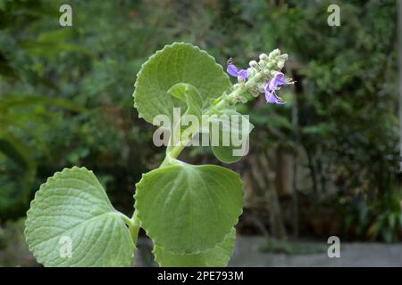 Flowering Indian borage (Plectranthus amboinicus), Trivandrum, Thiruvananthapuram district, Kerala, India Stock Photo